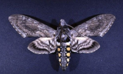 hornworm moth on a blue background